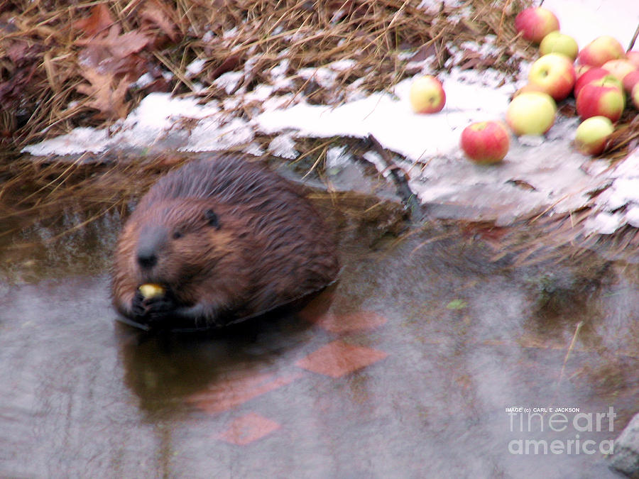 Preparing for hibernation Photograph by Carl Jackson Fine Art America