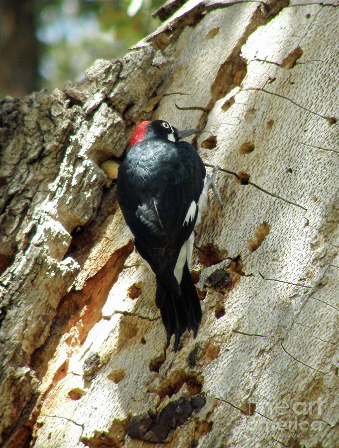 Woodpecker Photograph - Preparing for Winter by Debby Pueschel