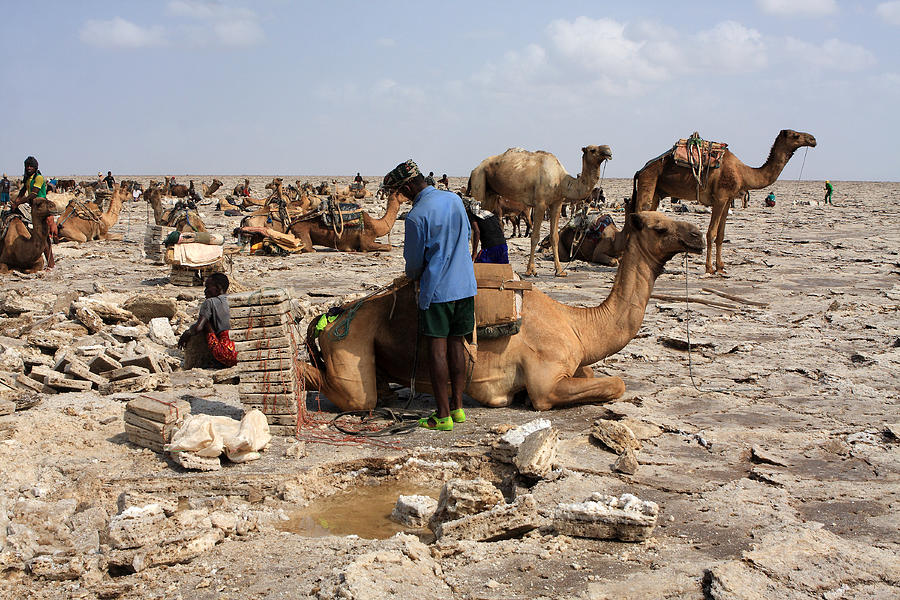 A Miner Loads His Camel Photograph by Aidan Moran