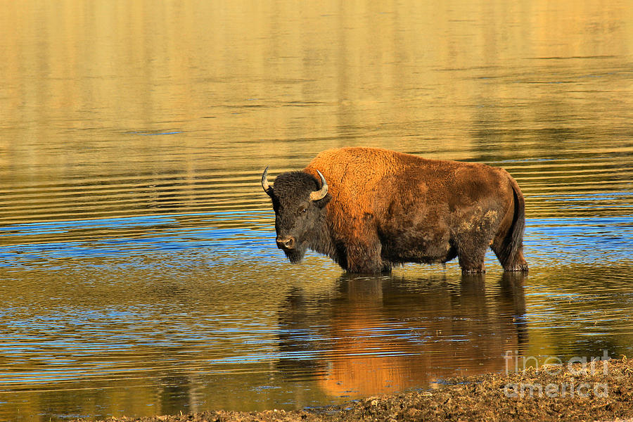 Preparing To Swim The Yellowstone Photograph by Adam Jewell