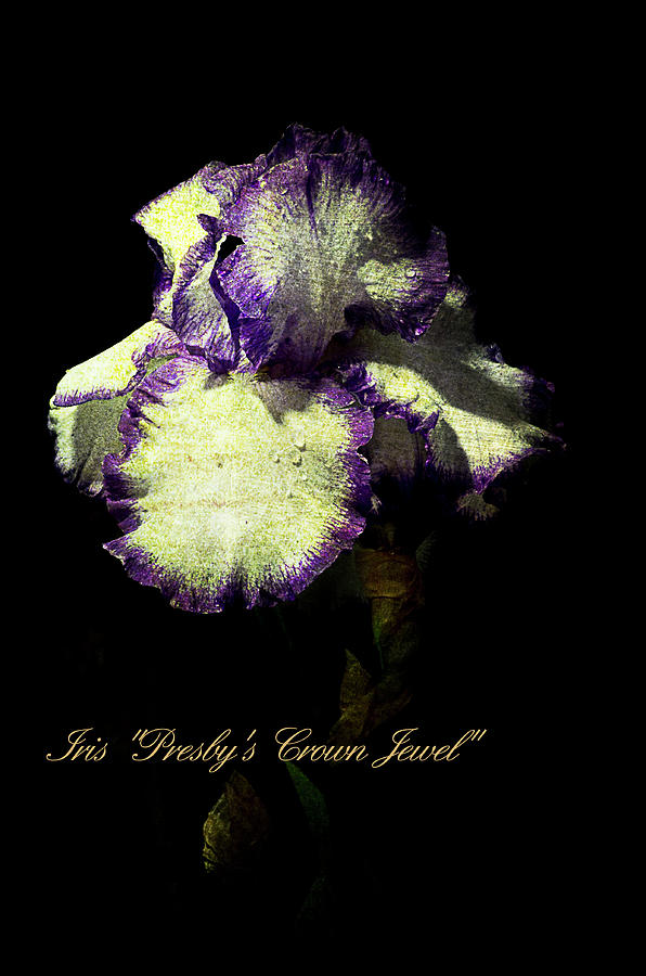 Iris Photograph - Presbys Crown Jewel Iris  by John Trax
