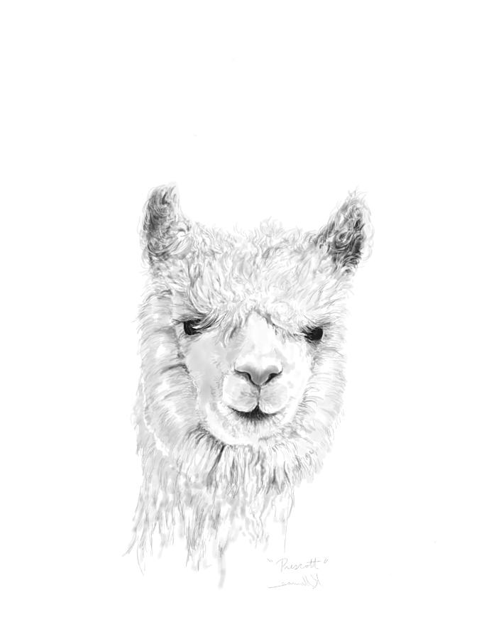 Llama Drawing - Prescott by Kristin Llamas
