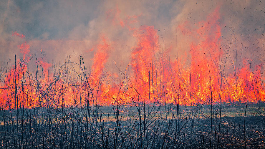 Prescribed Burn 3 - UW Arboretum - Madison - Wisconsin Photograph by Steven Ralser