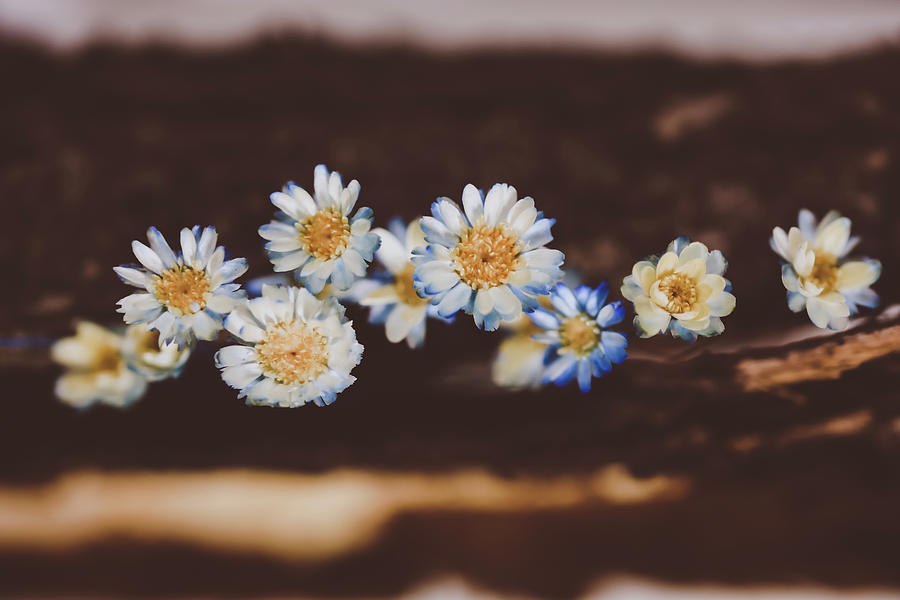 preserved flower II Photograph by Hyuntae Kim