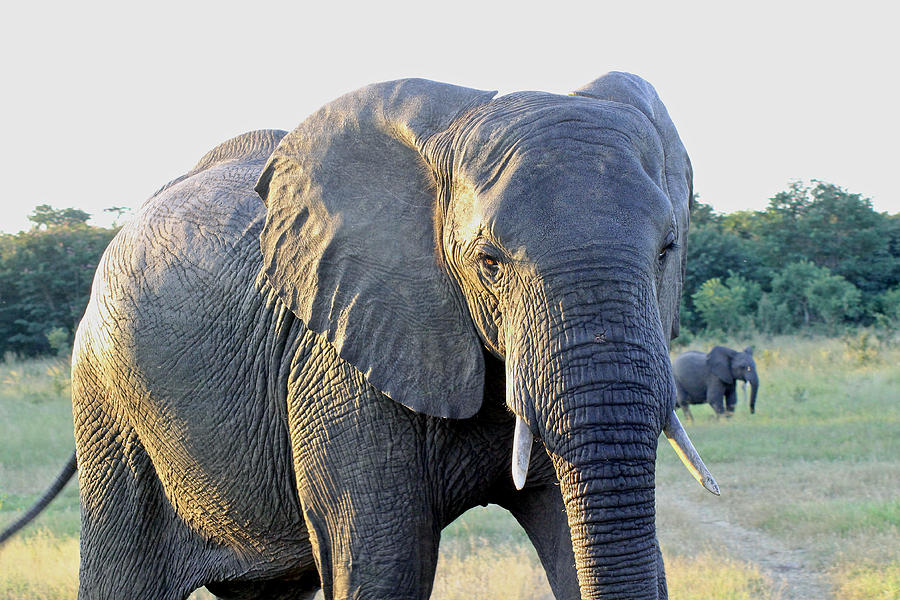 Presidential Elephant Photograph by Tony Murtagh