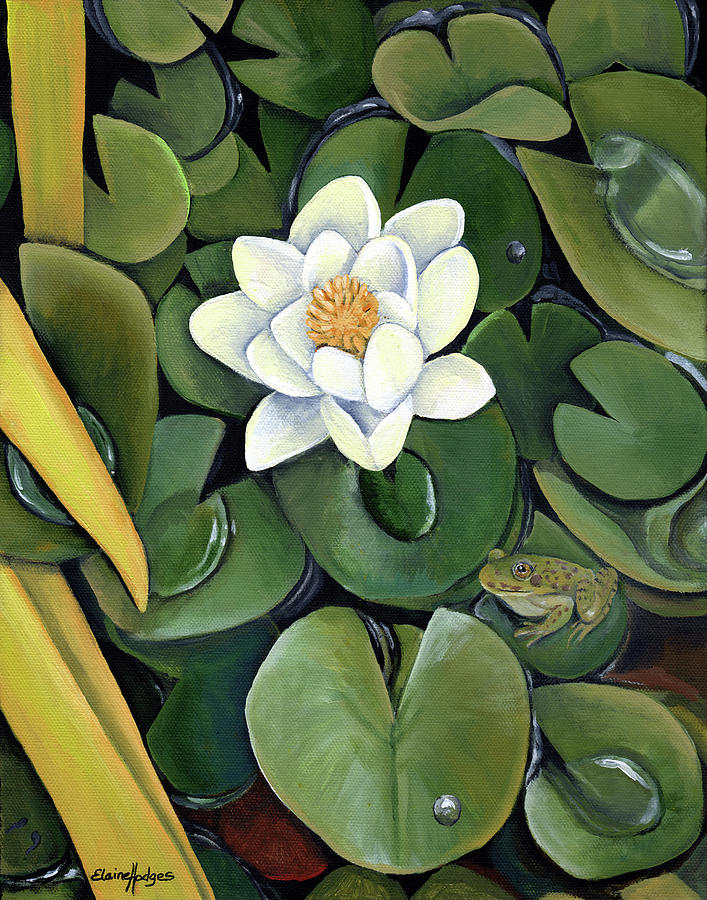 Lily Painting - Preslis Pond by Elaine Hodges