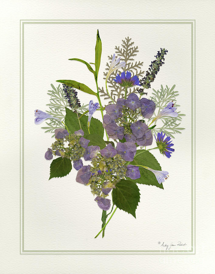 Pressed Dried Flower Painting - Blue Hydrangeas Lavender Ferns Painting by Audrey Jeanne Roberts