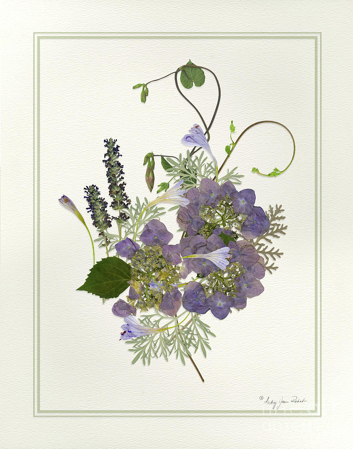 Pressed Dried Flower Painting - Blue Hydrangeas Morning Glory Lavender Ferns Painting by Audrey Jeanne Roberts