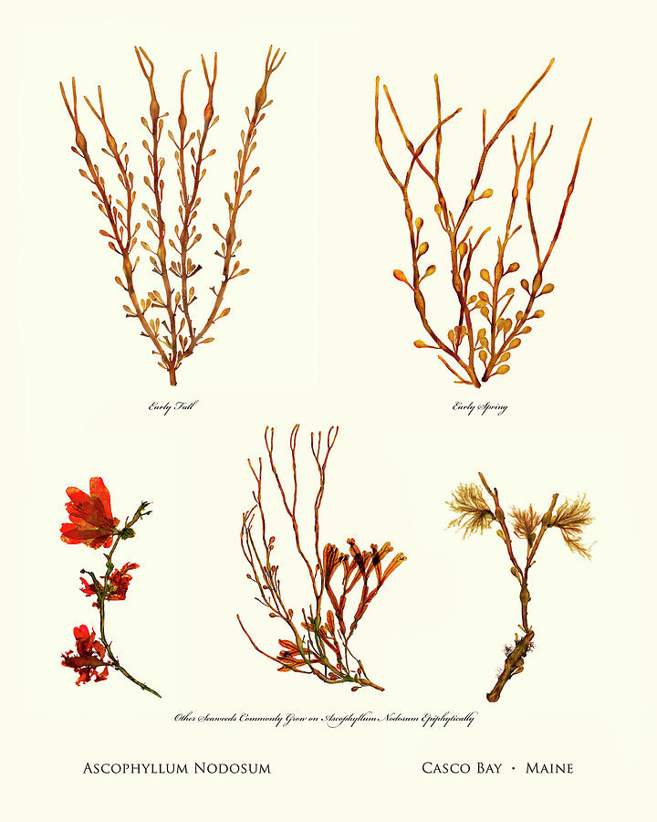 Knotweed Mixed Media - Pressed Seaweed Print, Ascophyllum Nodosum Specimens, Casco Bay, Maine. by John Ewen