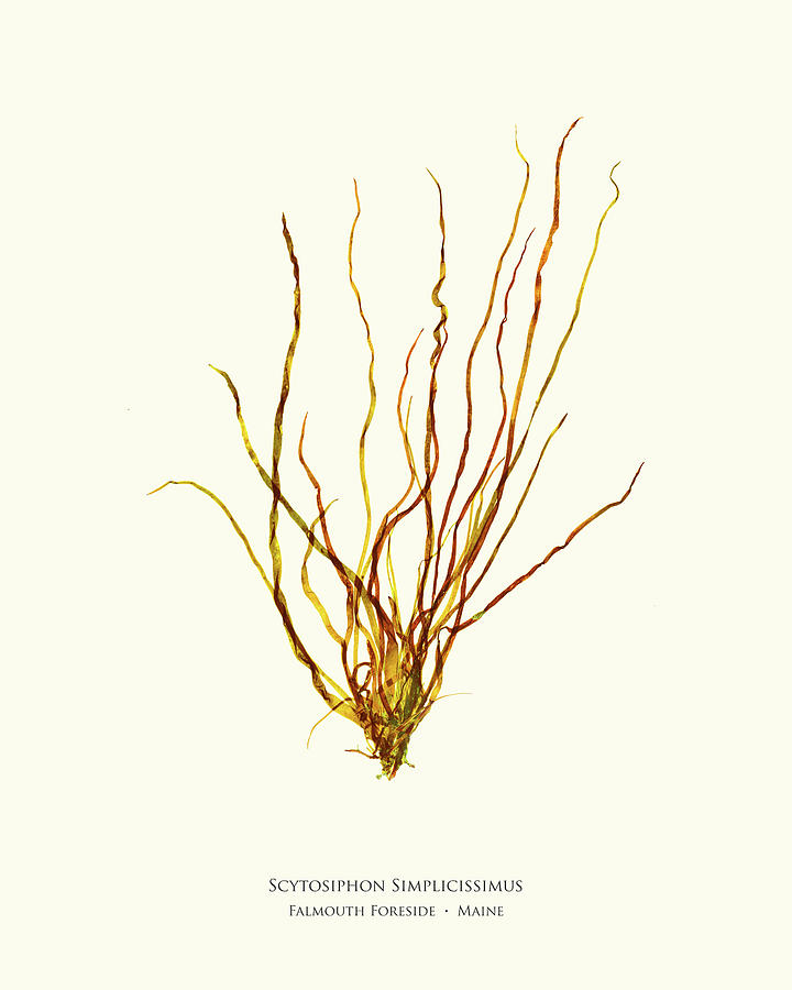 Knotweed Mixed Media - Pressed Seaweed Print, Scytosiphon Simplicissimus, Falmouth Foreside, Maine.   by John Ewen