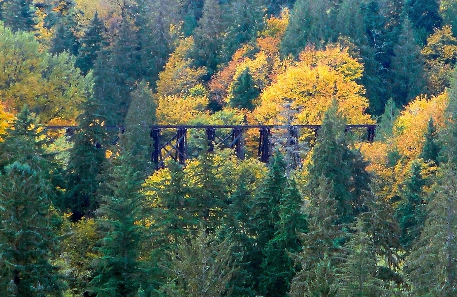 Preston-Snoqualmie Trail Photograph by Robert Meyers-Lussier