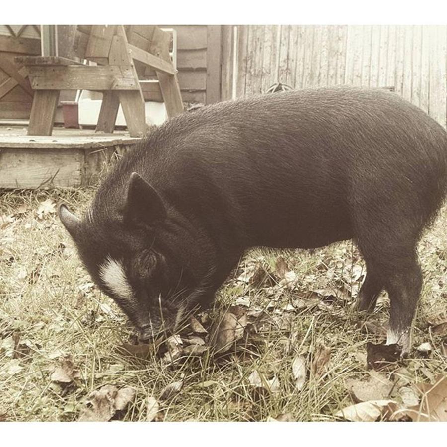 Pig Photograph - Pretending To Be A Farm Pig Is Fun And by Cannon Ball The Pig
