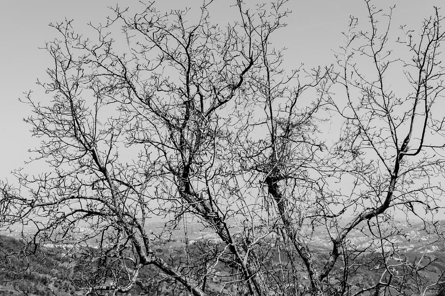 Pretoro - Trees Photograph by AM FineArtPrints
