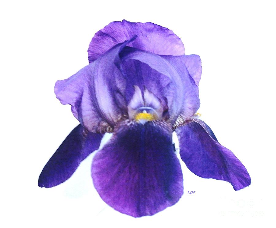 Prettiest Purple Iris Photograph by Marsha Heiken