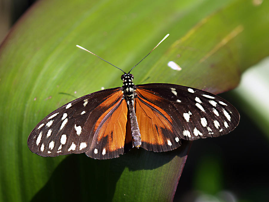 Pretty -- Hecales Longwing Photograph by Bob Johnson