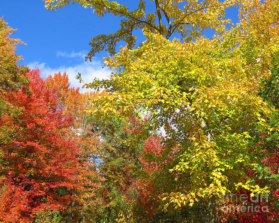 Pretty and Green Autumn Photograph by Stephanie Forrer-Harbridge