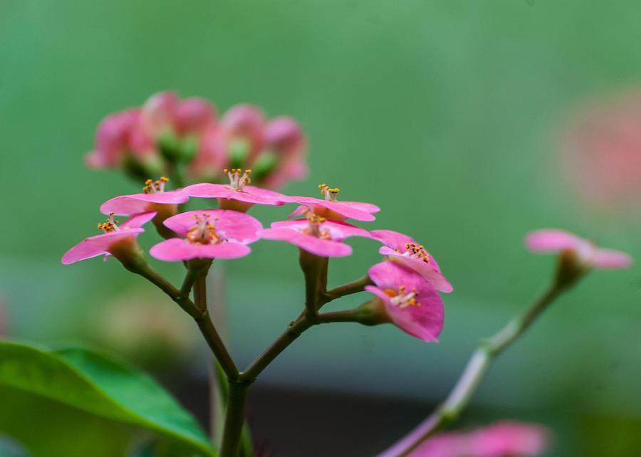 Pretty and Pink Photograph by Tom Potter