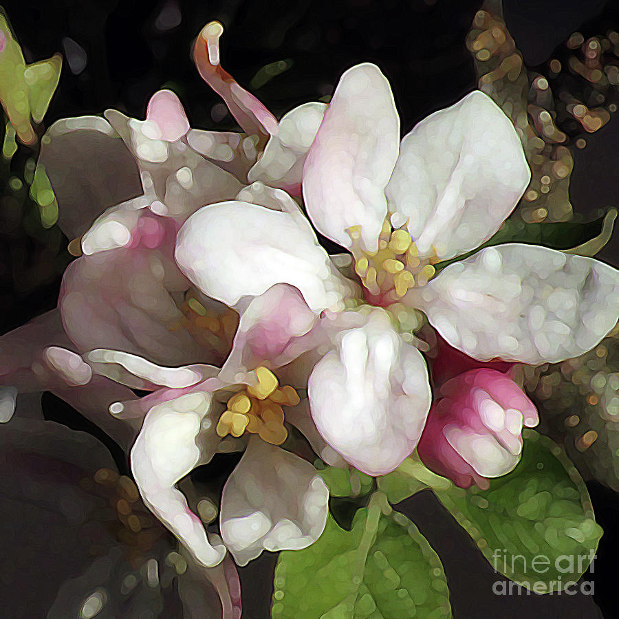 Pretty Apple Blossoms Photograph by Kim Tran