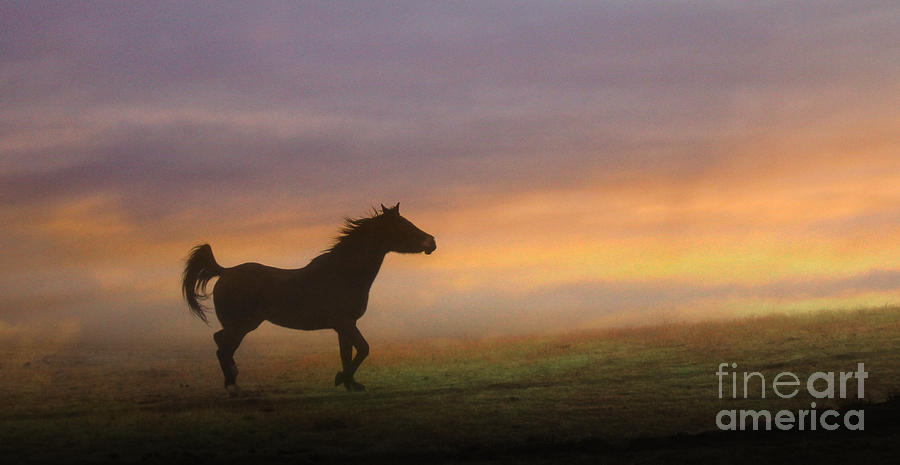 Horse Photograph - Pretty Arab by Stephanie Laird