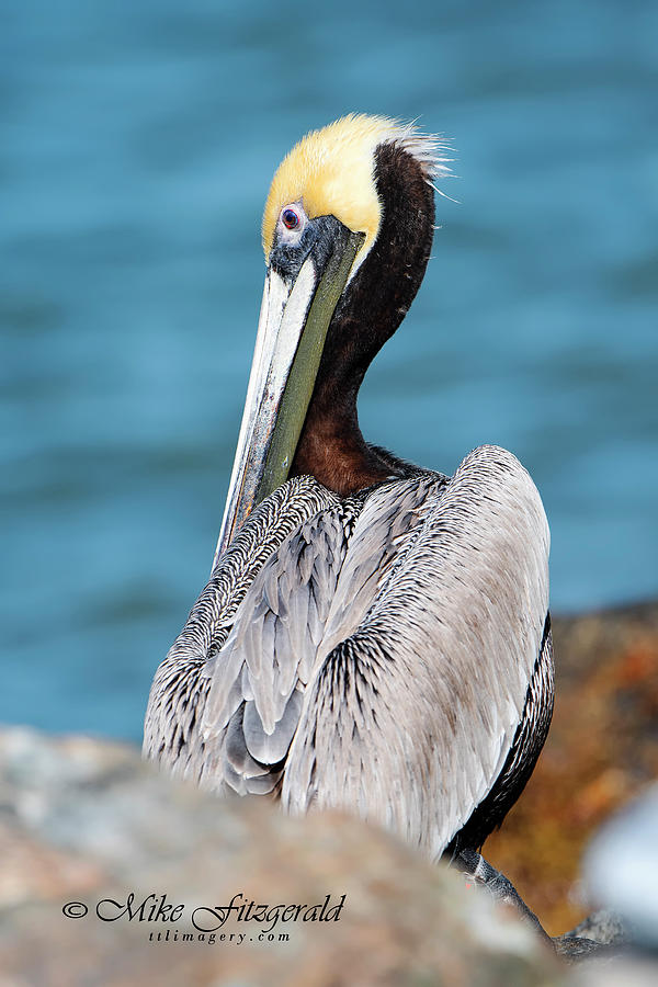 Pretty as a Pelican by Mike Fitzgerald Pretty as a Pelican by Mike Fitzgerald