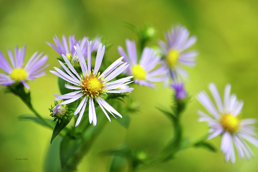 Pretty Aster Flowers Photograph by Christina Rollo