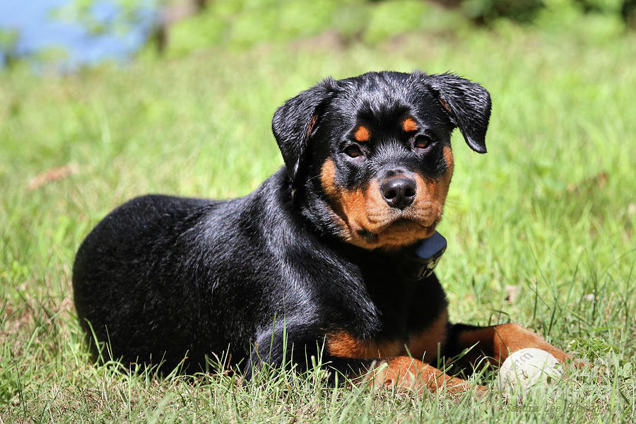 Pretty Bella Photograph By Sandra Huston - Fine Art America