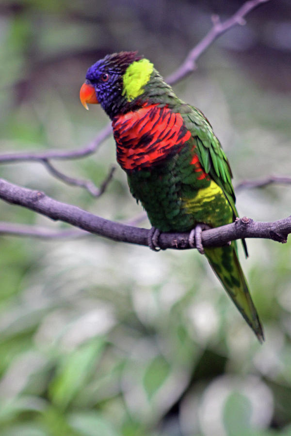 Pretty Bird Photograph by Paul Slebodnick - Fine Art America