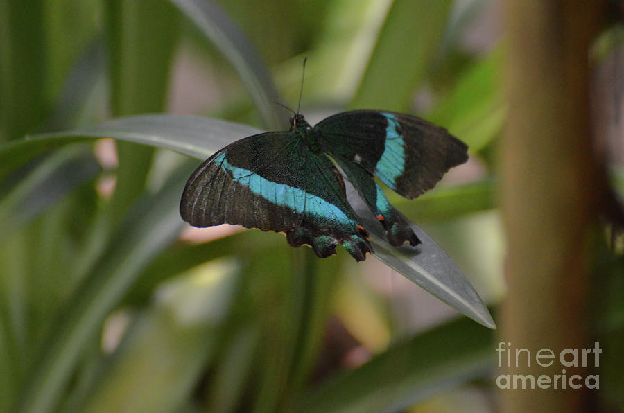 Pretty Black and Blue Emerald Swallowtail Butterfly in Nature Photograph by DejaVu Designs