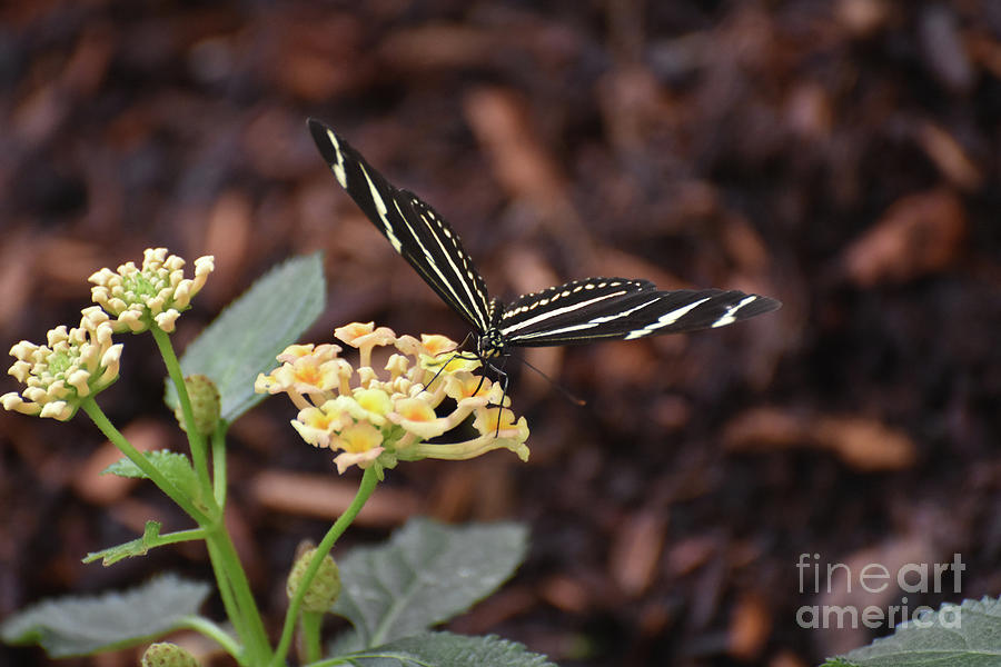 Pretty Black and White Zebra Butterfly on a Daisy Photograph by DejaVu Designs