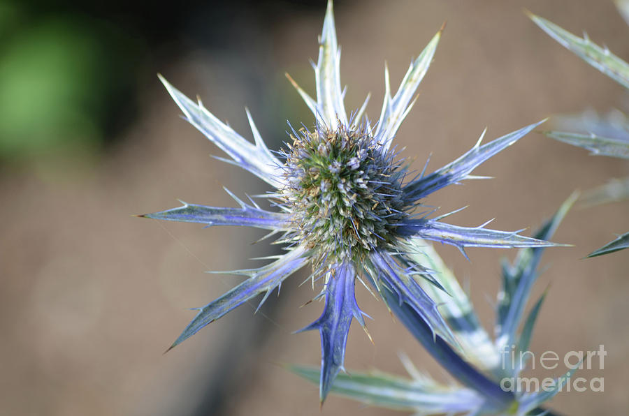 Pretty Blooming Blue Globe Thistle Flowering Photograph by DejaVu Designs