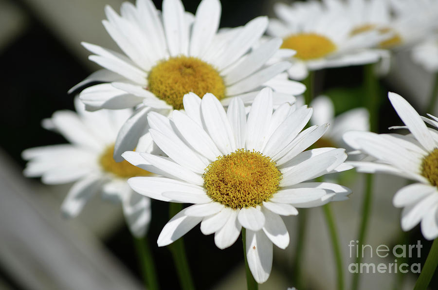 Pretty Blooming Daisies in a Garden Photograph by DejaVu Designs