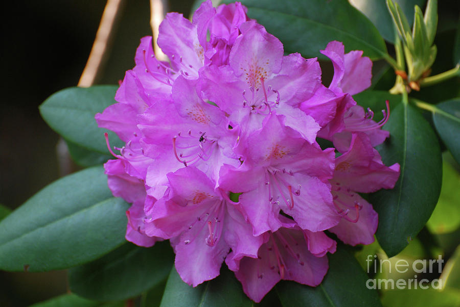 Pretty Blooming Pink Rhododendron Bush Flowering Photograph by DejaVu Designs