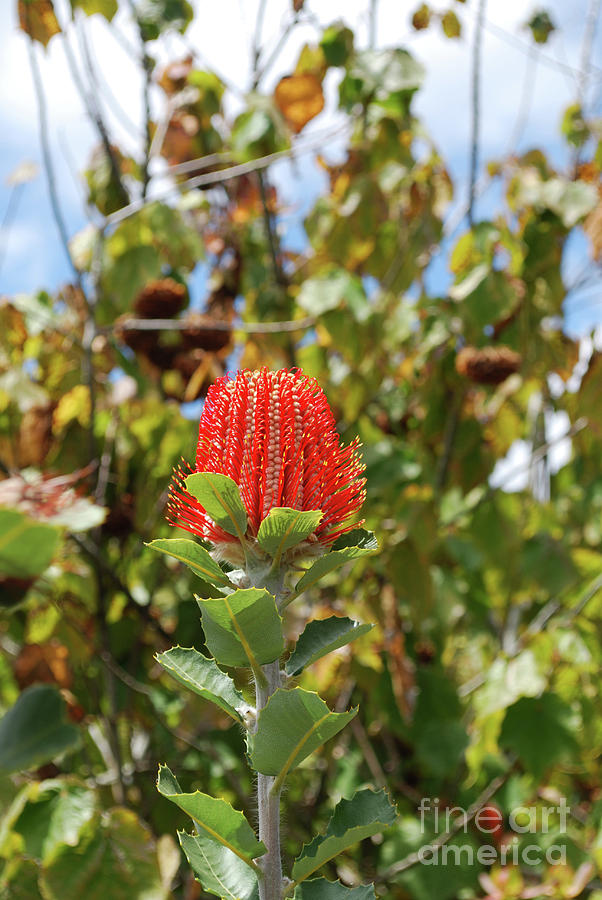 Pretty Blooming Red Protea Flower Head in a Tropical Garden Photograph by DejaVu Designs