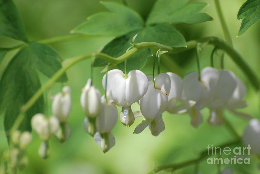 Pretty Blooming White Bleeding Heart Flowers Photograph by DejaVu Designs