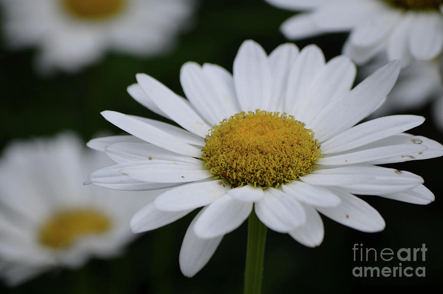 Pretty Blooming White Daisy Flower Photograph by DejaVu Designs