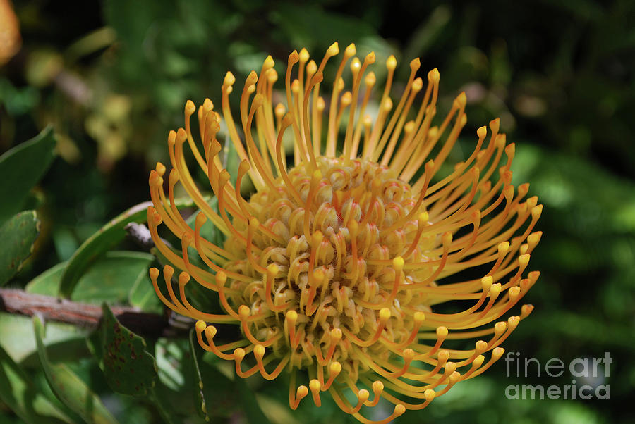 Pretty Blooming Yellow Protea Flower Up Close Photograph by DejaVu Designs