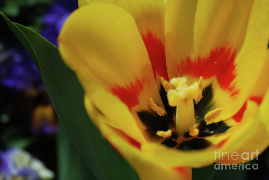 Pretty Blooming Yellow Tulip with Red in the Center Photograph by DejaVu Designs