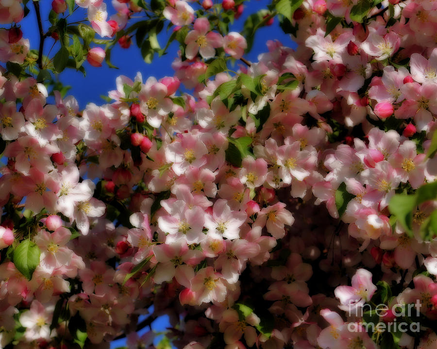 Pretty Blossoms Photograph by Smilin Eyes Treasures