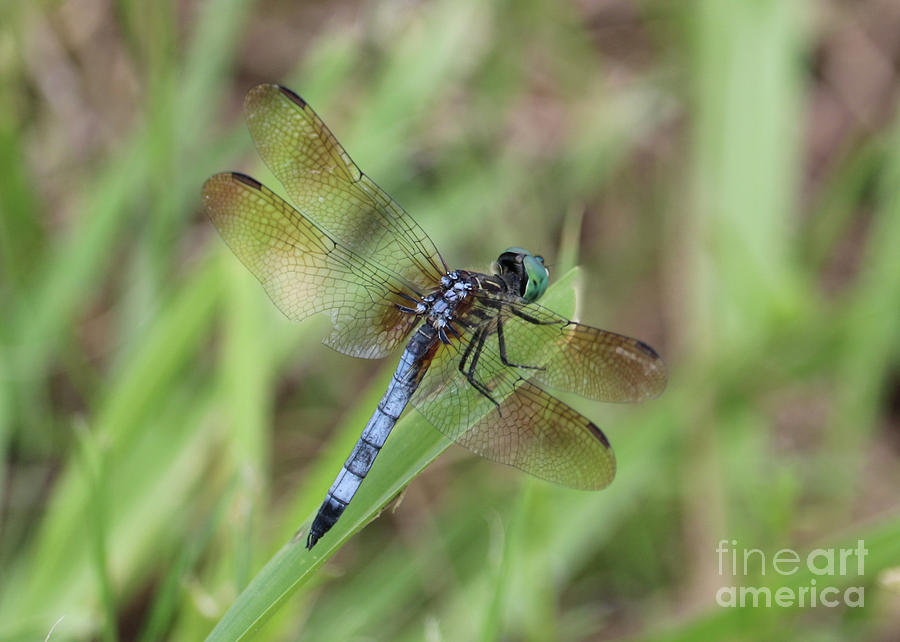 Pretty Blue Dragonfly in Green Photograph by Carol Groenen
