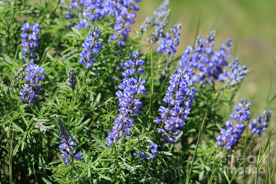 Pretty blue flowers of Silky lupine Photograph by Louise Heusinkveld