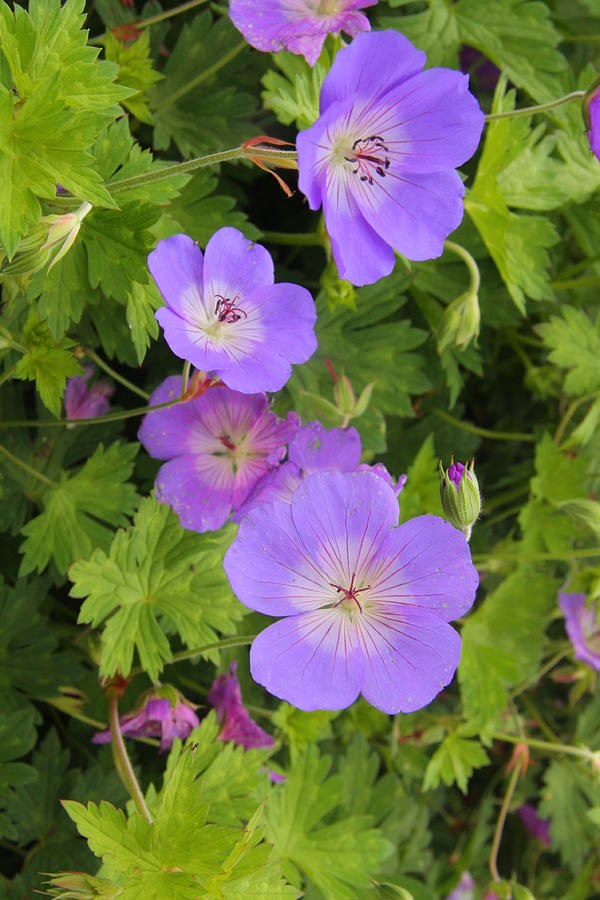 Pretty Blue Geraniums Photograph by Nareeta Martin - Fine Art America