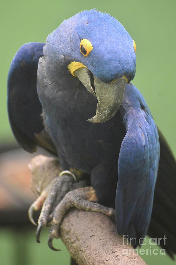 Pretty Blue Hyacinth Macaw Parrot on a Branch Photograph by DejaVu Designs