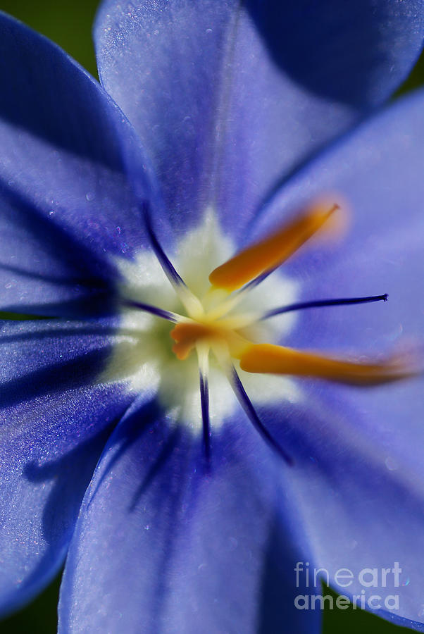 Pretty Blue Photograph by Iris Greenwell