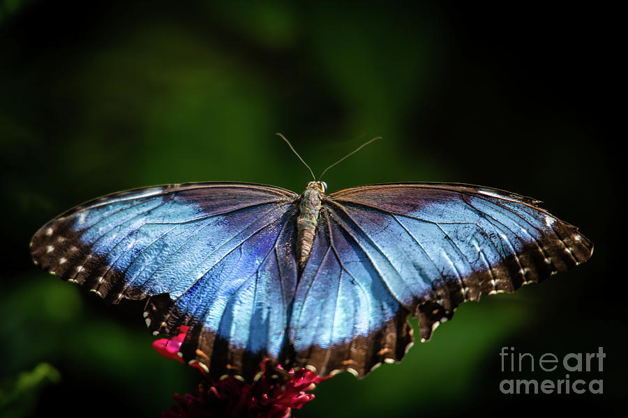 Pretty Blue Morpho Butterfly Photograph by Sabrina L Ryan