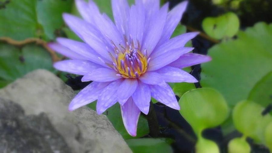 Spring Photograph - Pretty Blue Water Lily by Charlotte Gray