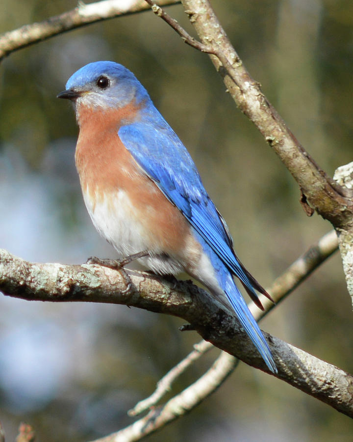 Pretty Bluebird Photograph by Jimmie Bartlett