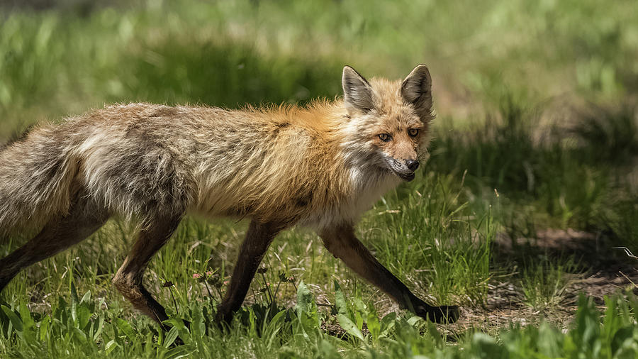 Pretty Boy Fox In Summer Photograph by Yeates Photography