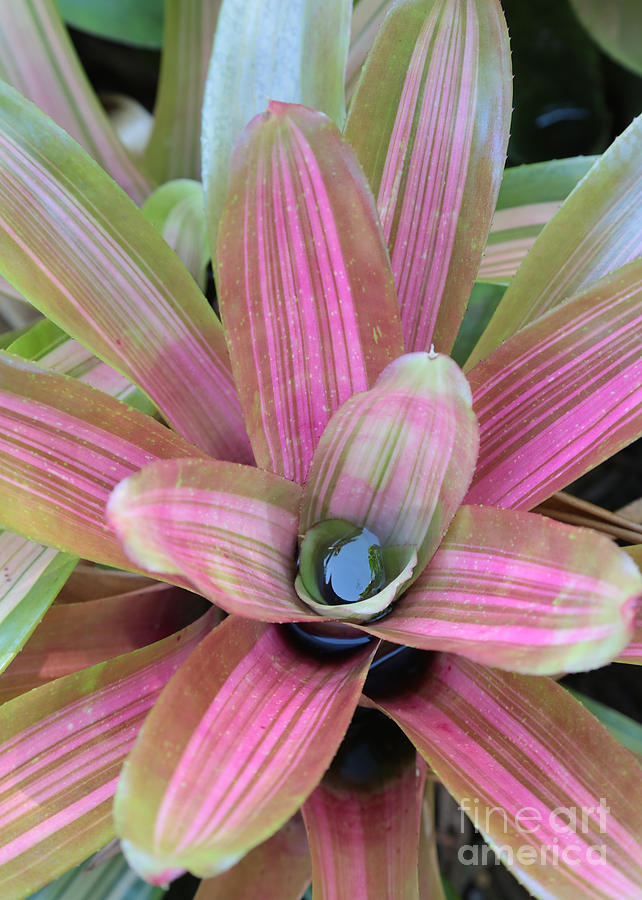 Pretty Bromeliad Photograph by Carol Groenen