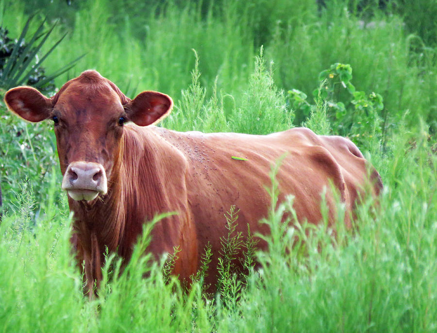Nature Photograph - Pretty Brown Cow  by Mario Carta