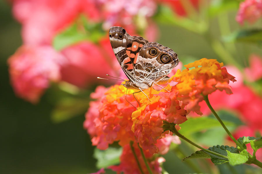 Pretty Butterfly Photograph by Jill Lang